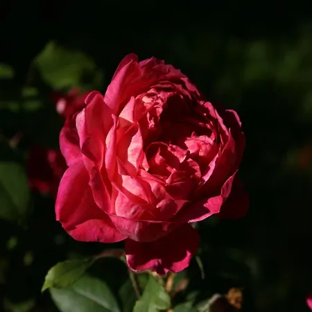 Dog-friendly In The Knuell Σπίτι διακοπών