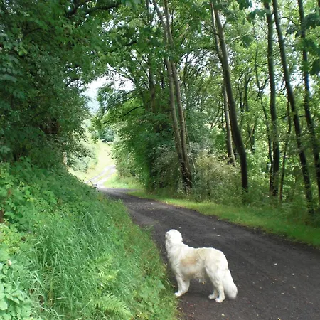 Dog-friendly In The Knuell Ferienhaus *