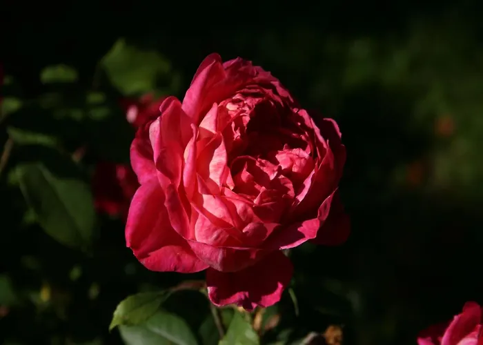 Dog-friendly In The Knuell بيت للعطل